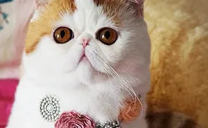 How People Call Cats In Different Countries