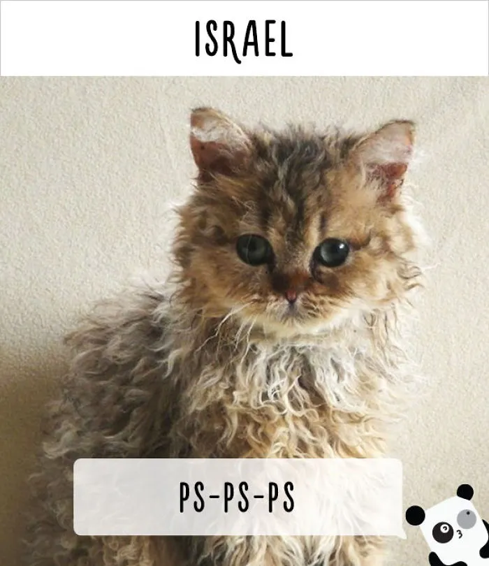 How People Call Cats In Different Countries