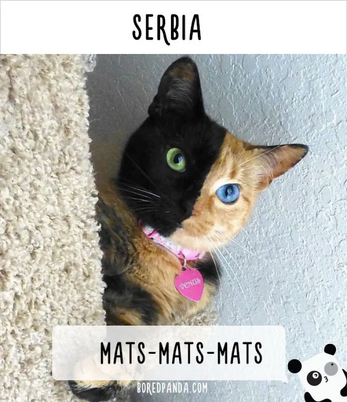 How People Call Cats In Different Countries