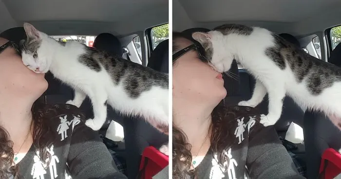 Cat Rescued Hours Before Death Row, Can’t Stop Thanking His Rescuer On Their Way Home