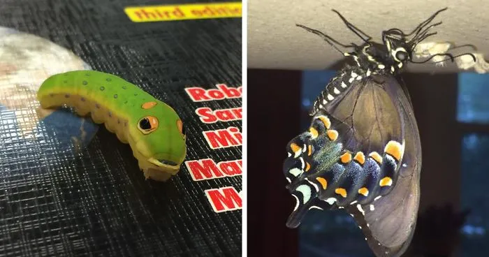 Guy Finds Caterpillar And The Saga Of Chicken Nugget Begins