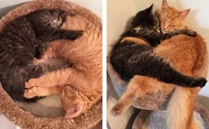 Inseparable Cats Insist On Sleeping Together Even After Outgrowing Their Bed