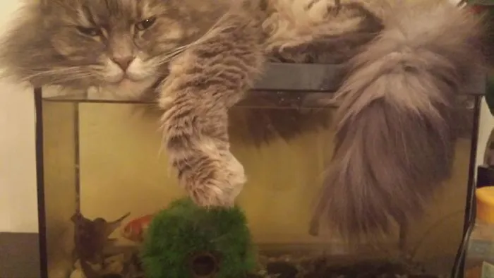 Mythical Beasts: Photographer Captures The Majestic Beauty Of Maine Coons