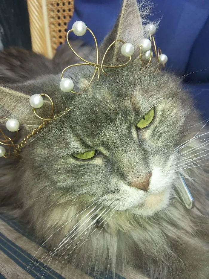 Mythical Beasts: Photographer Captures The Majestic Beauty Of Maine Coons