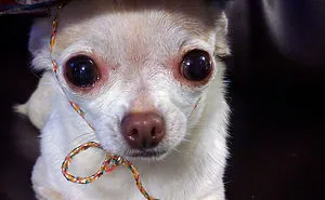My Chihuahua And Her Sombrero