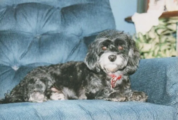 My Little Chiqui, An Abandoned, Abused Little Sweet Dog. My Love.