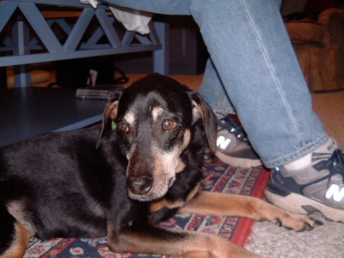 We Found Our Beloved Ten Year-old Addie At The Local Animal Control.