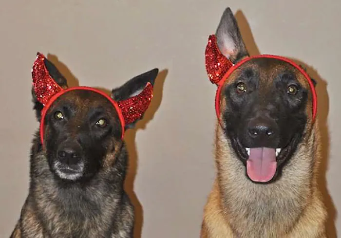 When One Dog Is Missing An Ear, You Need To Get Creative