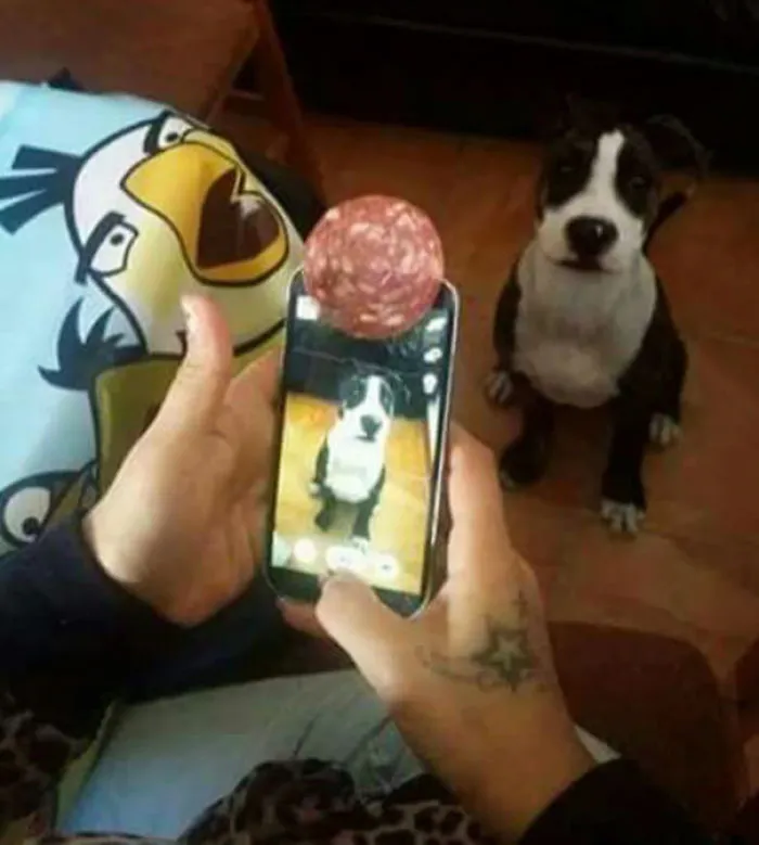The New Application To Make The Perfect Picture Of Your Dog