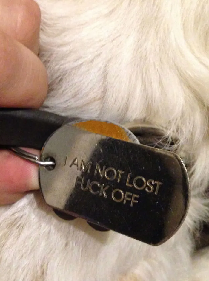 Found This Hunting Dog. I Guess He Isn't Lost