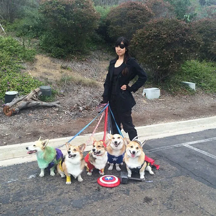 Corgi Avengers
