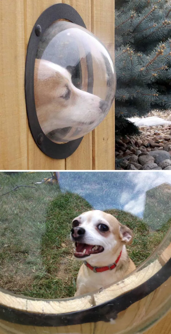 Fence Window For Your Curious Friend