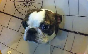 47 Creative Dog Owners Who Did Pawesome Things For Their Dogs