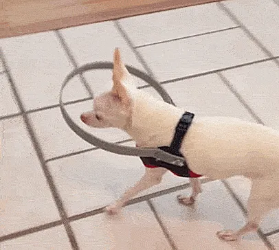 Our Dog Recently Went Blind. Today, We Gave Him His Confidence Back!