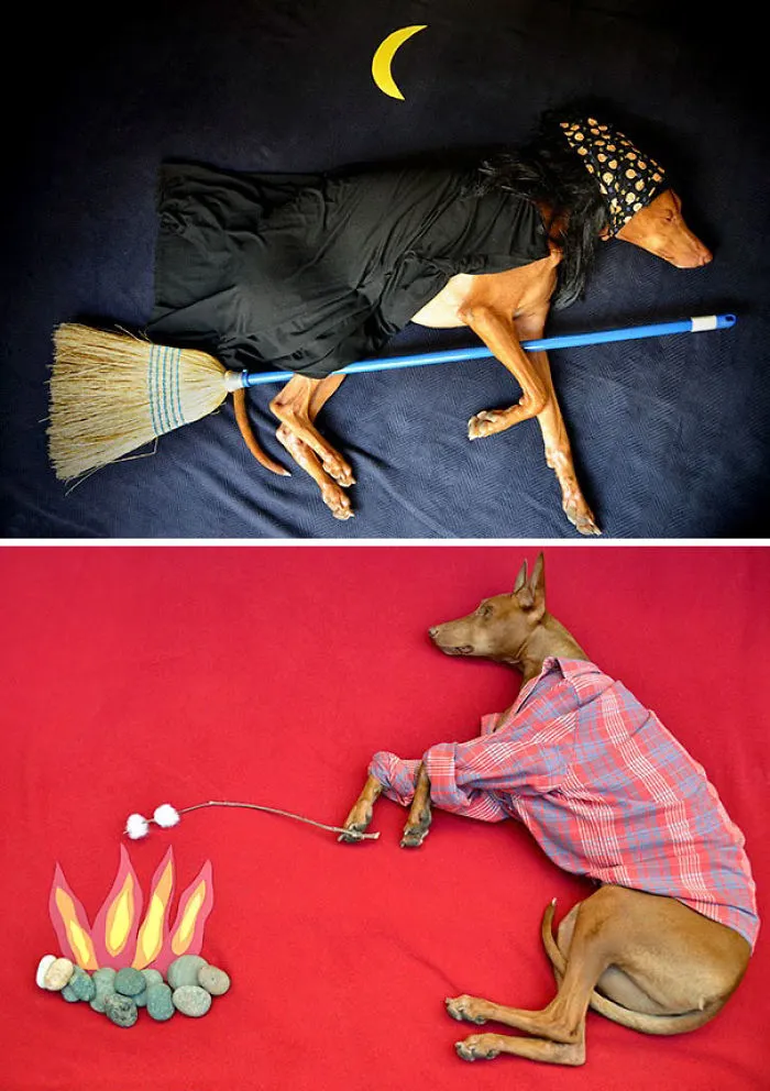 My Dog Who Has Funny Adventures While Sleeping