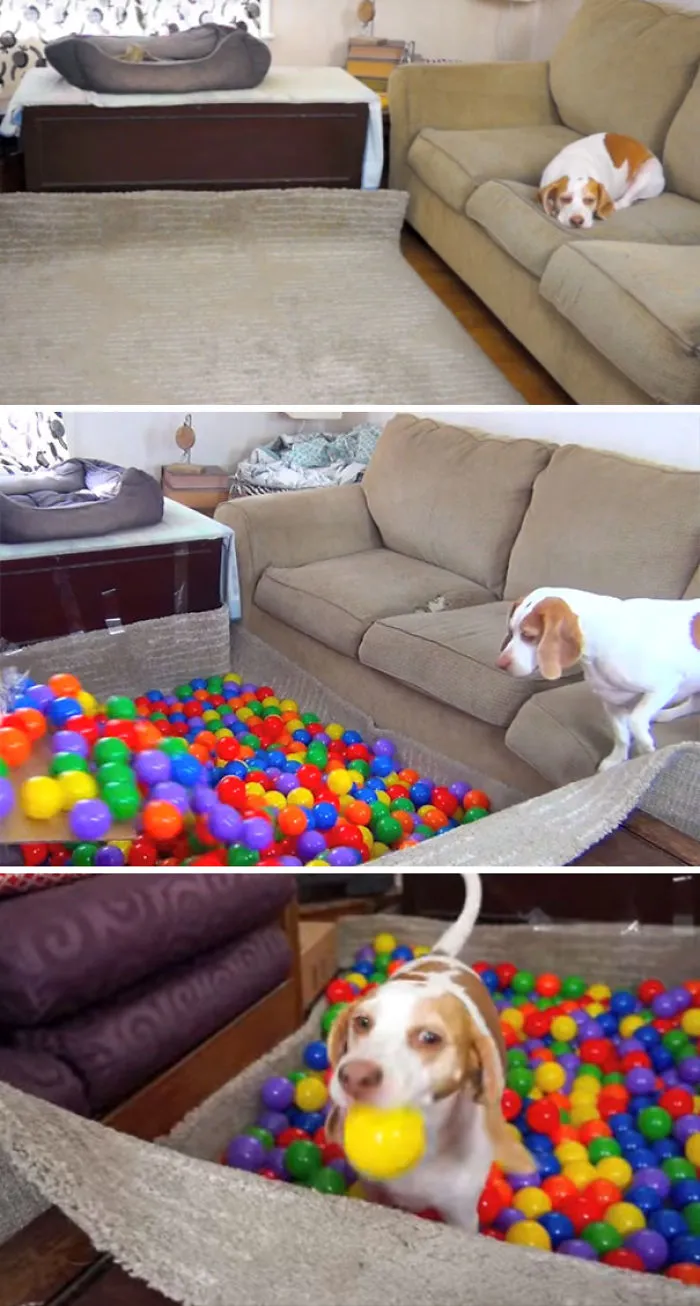 Best Dog Birthday Surprise