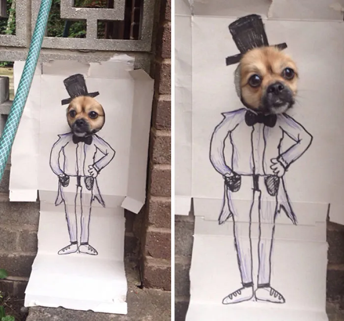 My Dog Alan Keeps Putting His Head Through The Wall, So We Decided To Have A Little Fun With It