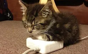 91 Cute Cats To Make Your Heart Melt
