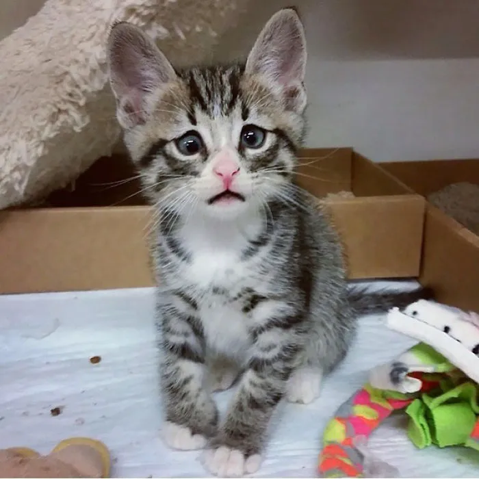 Bum, The Worried Kitten