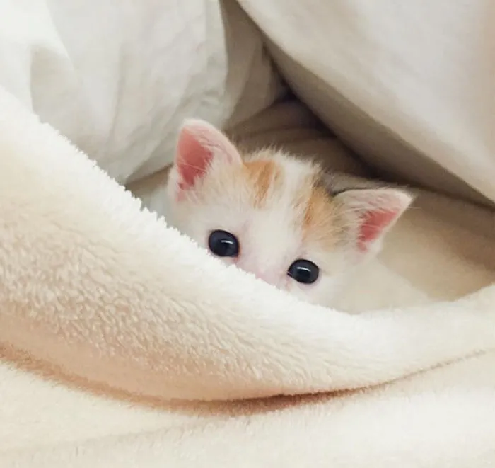 Cutie Pie