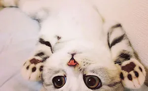 91 Cute Cats To Make Your Heart Melt