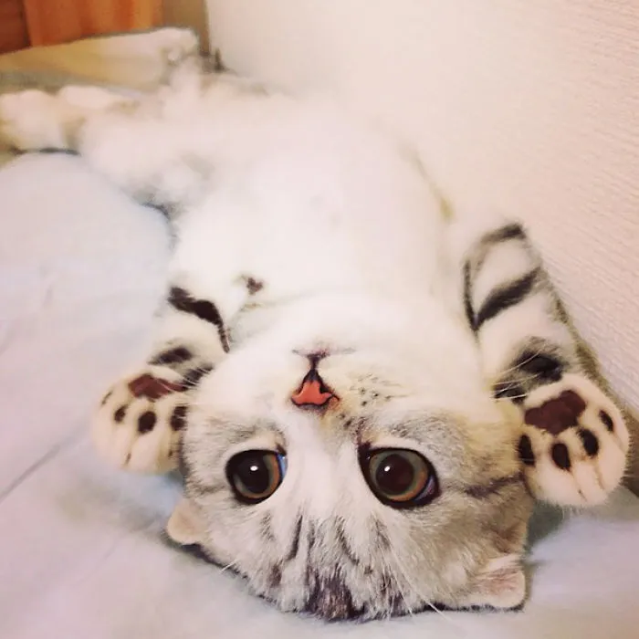 Cutest Kitten With Baby-Tiger Paws
