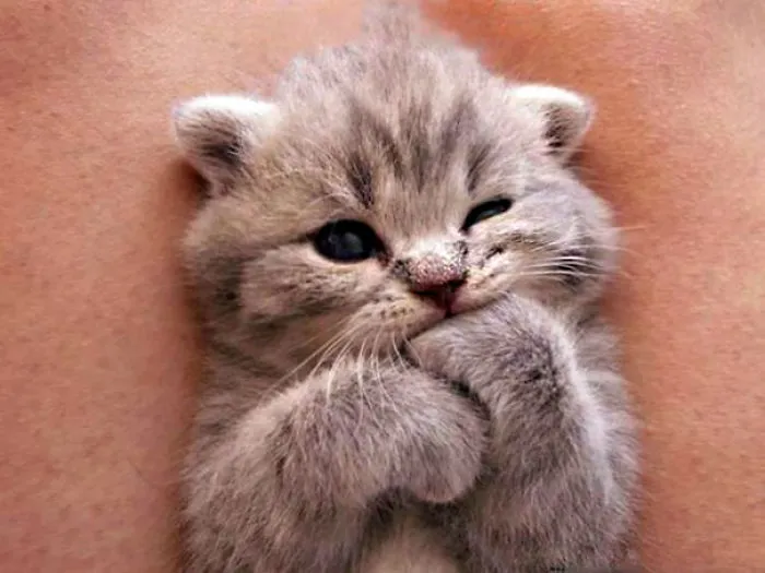 Adorable Kitten