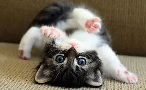 91 Cute Cats To Make Your Heart Melt