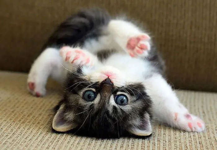 Whatcha Doin, Human?