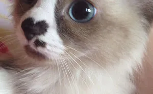 91 Cute Cats To Make Your Heart Melt
