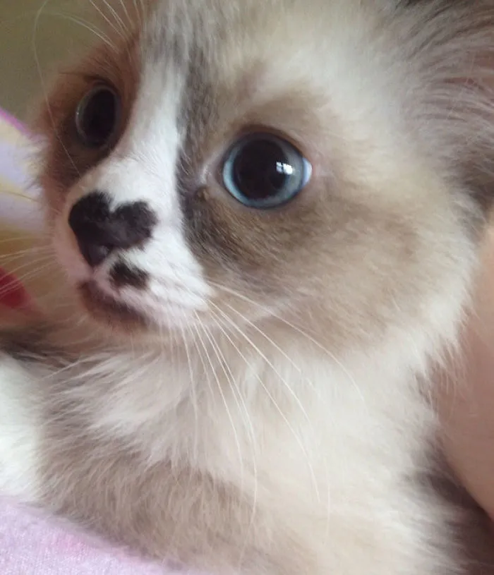My New Kitten!