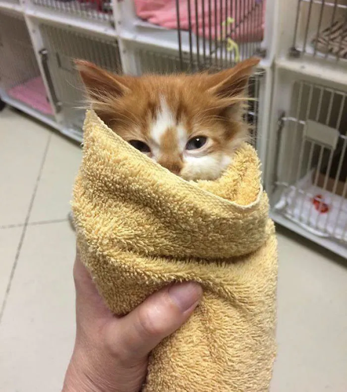 Little Purrito