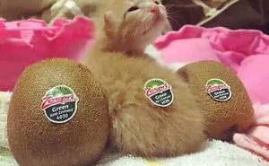 91 Cute Cats To Make Your Heart Melt