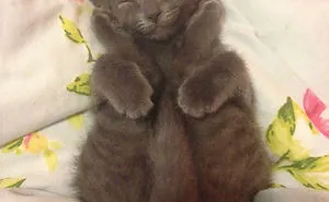 91 Cute Cats To Make Your Heart Melt