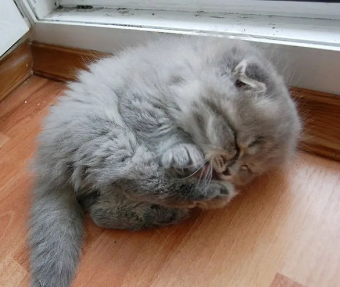 Here We See An Adorable Kitten Cleaning Its Tiny Squishbeans