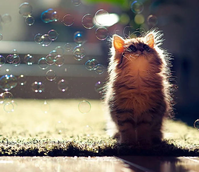 Daisy, Probably The World's Cutest Kitten