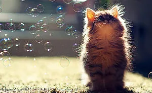 91 Cute Cats To Make Your Heart Melt