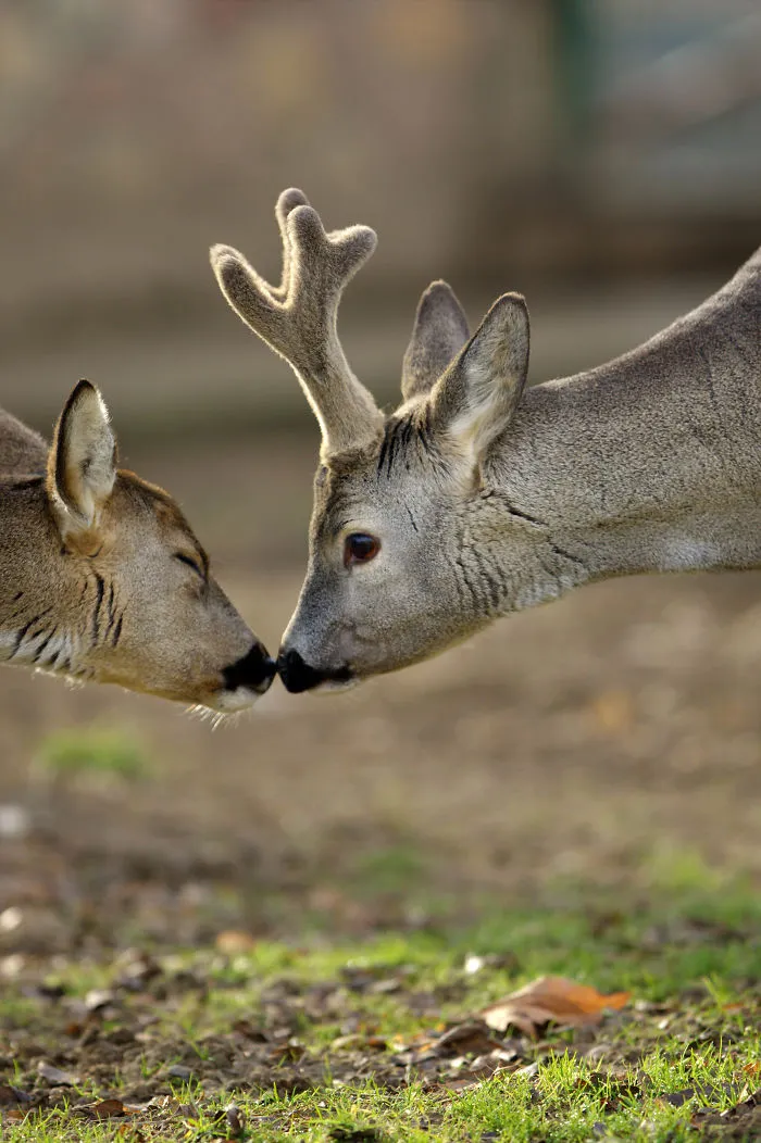 Sometimes Animals Are More Loving Than Humans, And I Photographed Them To Prove It