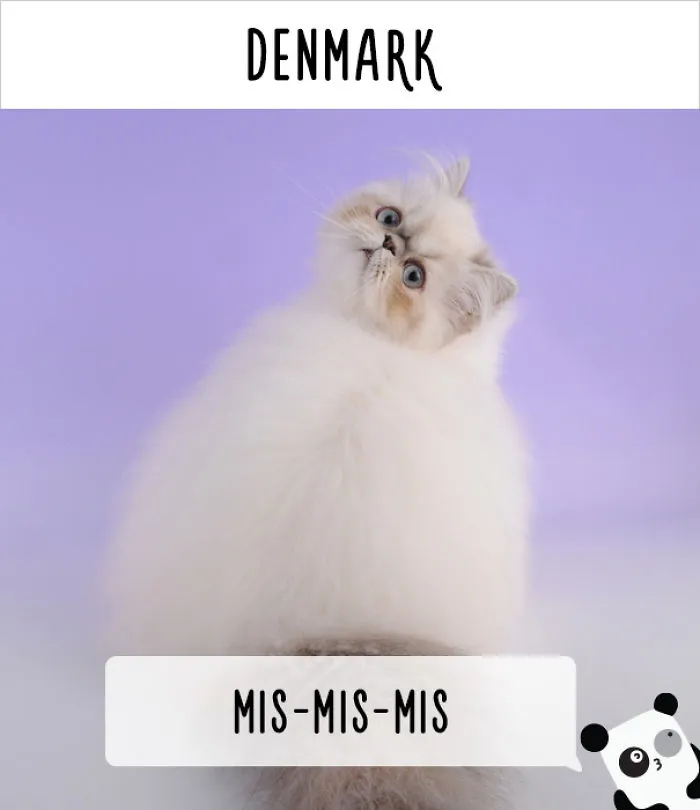 How People Call Cats In Different Countries