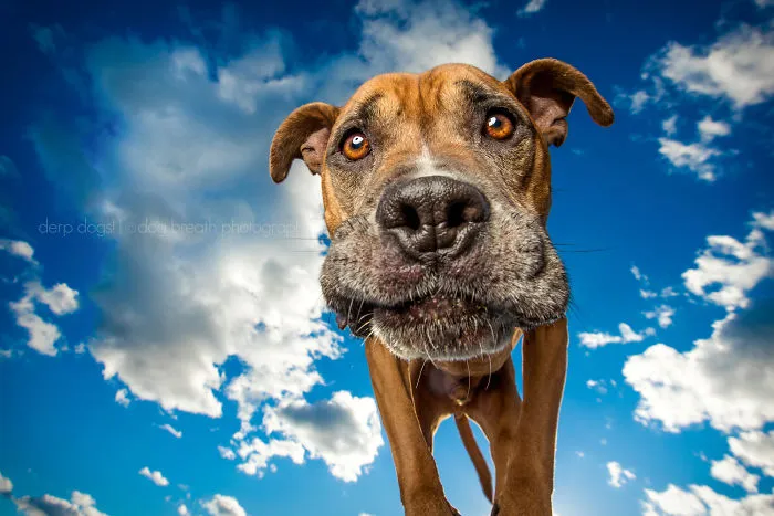 Derpy Dogs Will Melt Your Heart (15 Pics)
