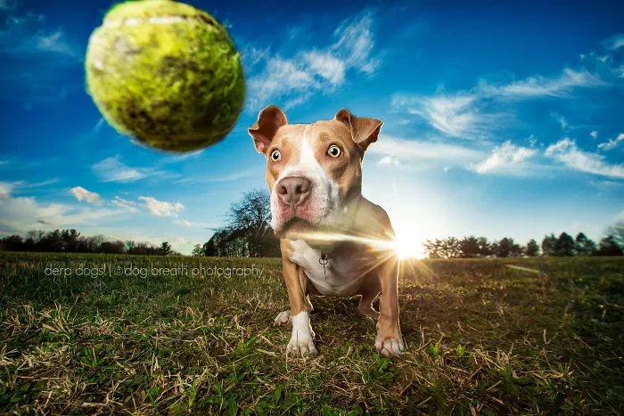 Derpy Dogs Will Melt Your Heart (15 Pics)