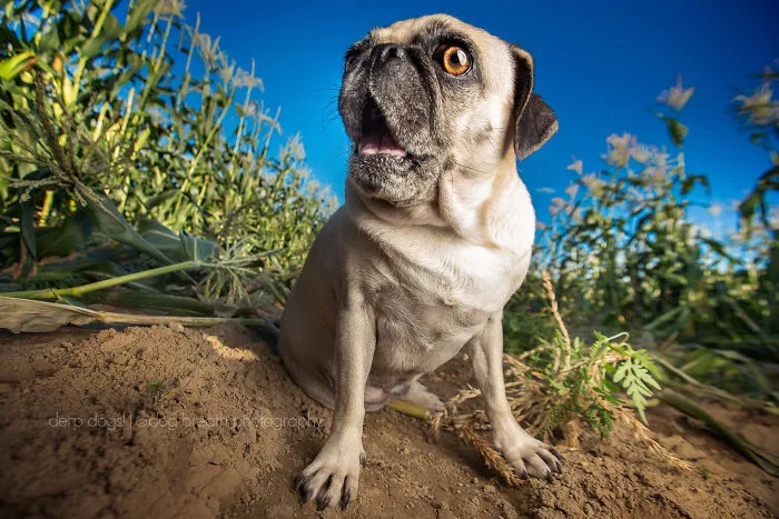 Derpy Dogs Will Melt Your Heart (15 Pics)