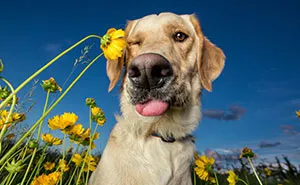 Derpy Dogs Will Melt Your Heart (15 Pics)
