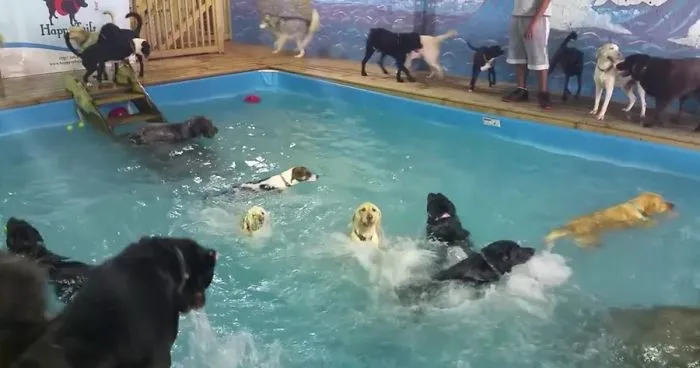 Dog Heaven