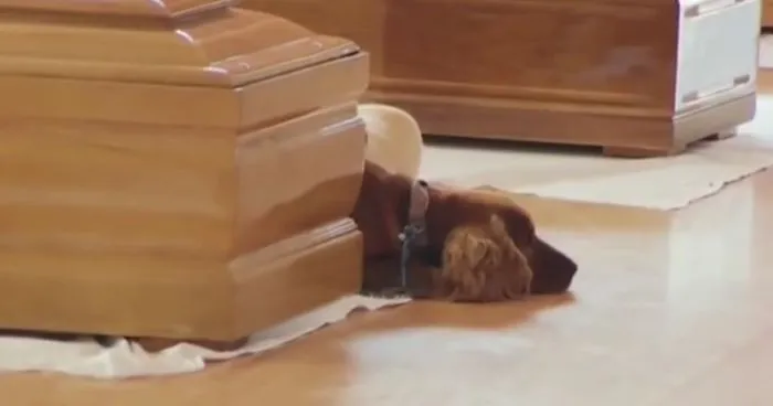 Dog Refuses To Leave Owner's Coffin After Horrific Italy Earthquake