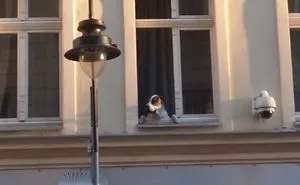 105 Desperate Dogs Who Just Want To Say Hi