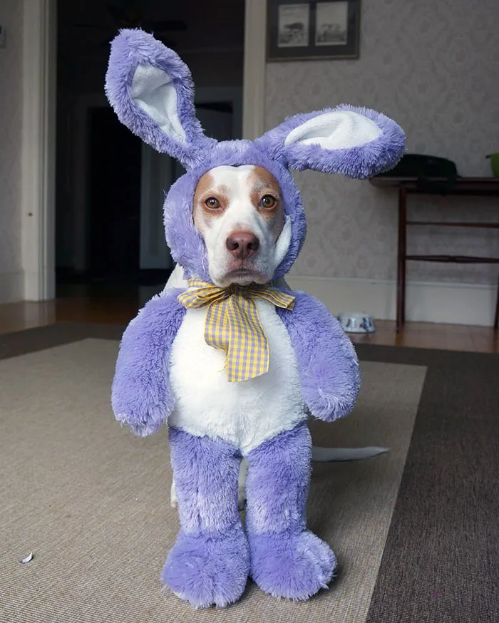 Meet Maymo, The Cute Beagle That Loves Playing Dress Up