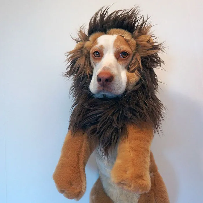 Meet Maymo, The Cute Beagle That Loves Playing Dress Up