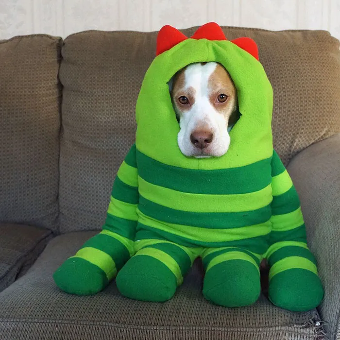 Meet Maymo, The Cute Beagle That Loves Playing Dress Up