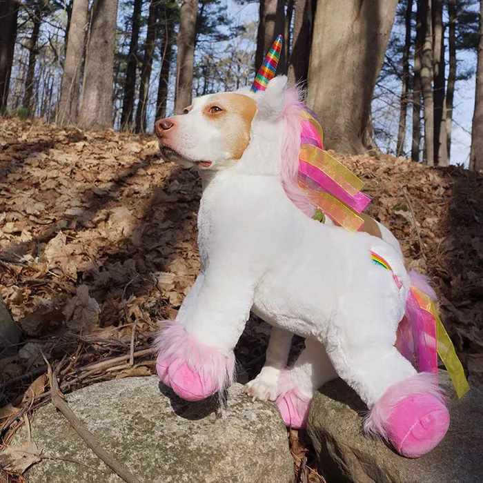 Meet Maymo, The Cute Beagle That Loves Playing Dress Up